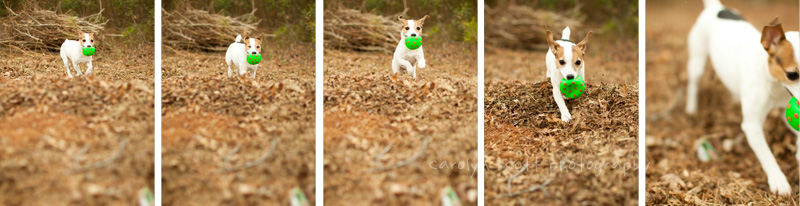 Raleigh pet photographer