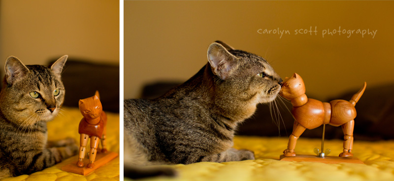 Raleigh Pet Photographer (6)