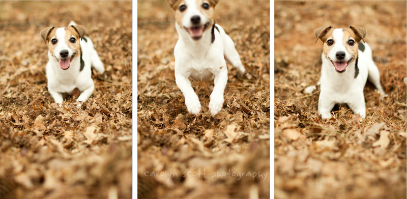 Raleigh pet photographer