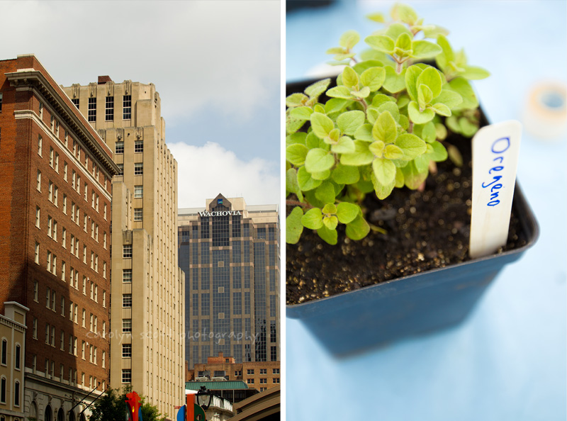 Downtown Raleigh Farmer's Market