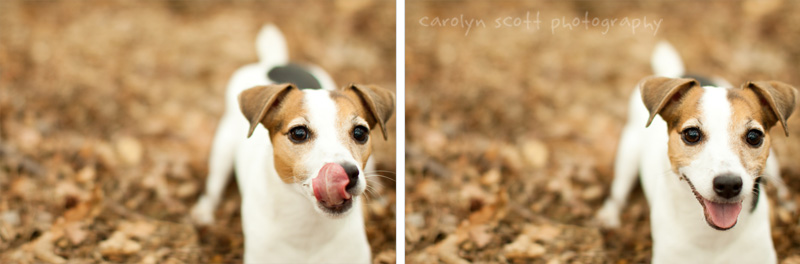dog photographer dog photographer