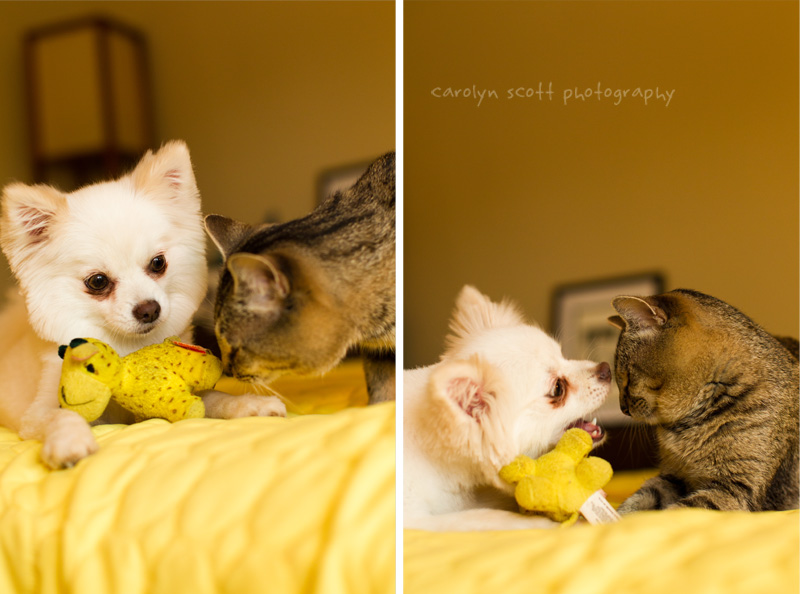 Pet photographer Raleigh NC (8)