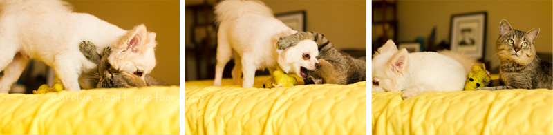 Raleigh Pet Photographer (9)