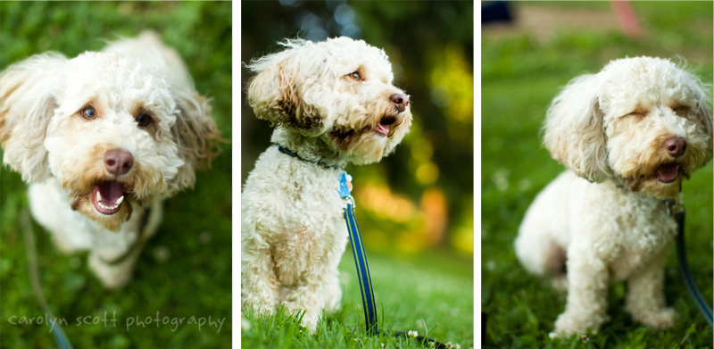 Pittsburgh pet photographer