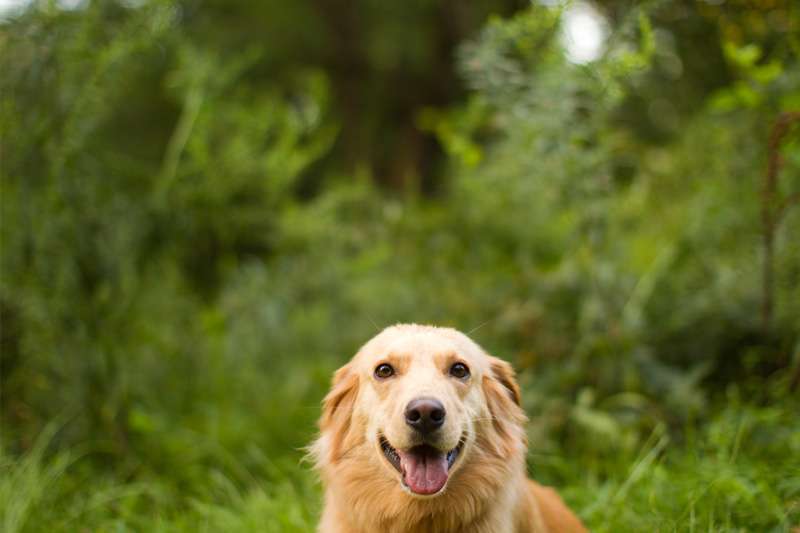 Raleigh Engagement Photographer (14)