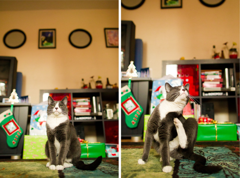 Pittsburgh Pet Photographer (13)