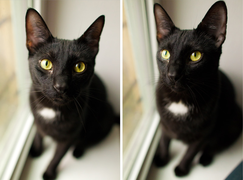 Pittsburgh Pet Photographer (10)