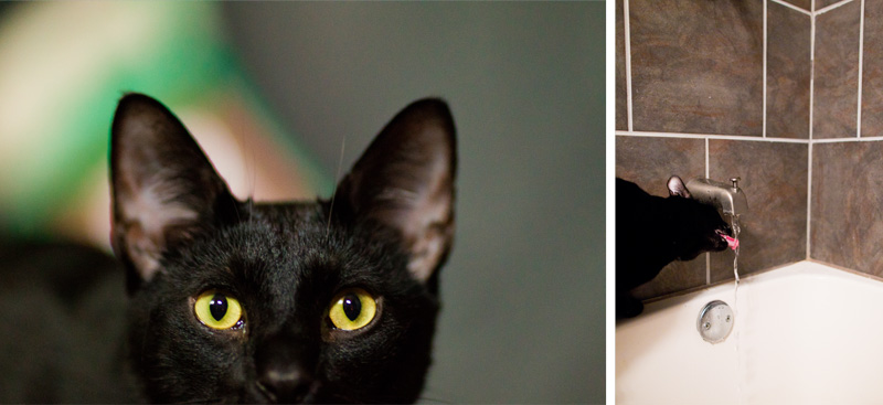 Pittsburgh Pet Photographer (9)
