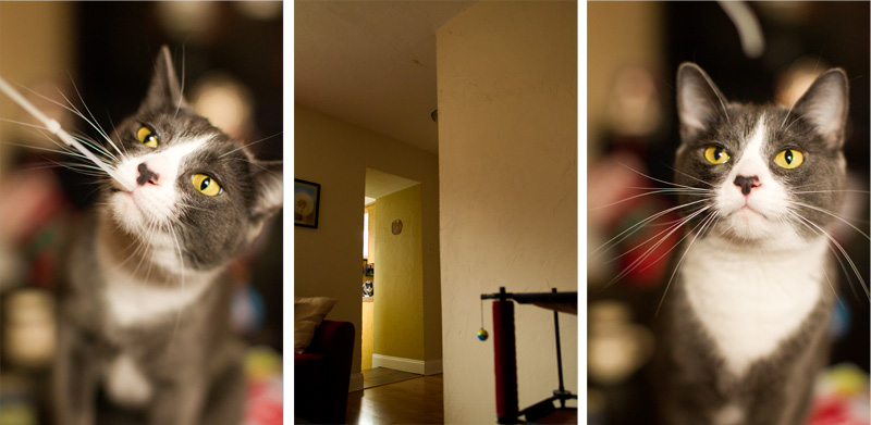 Pittsburgh Pet Photographer (7)