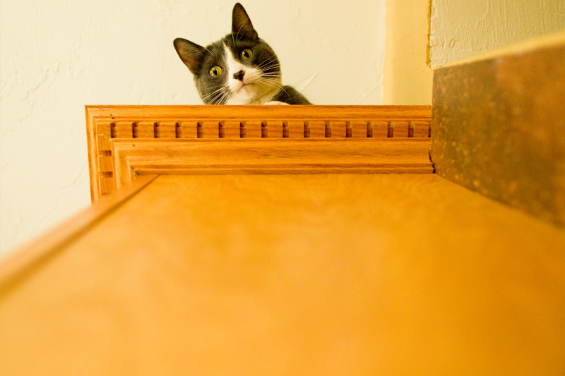 Pittsburgh Pet Photographer (1)