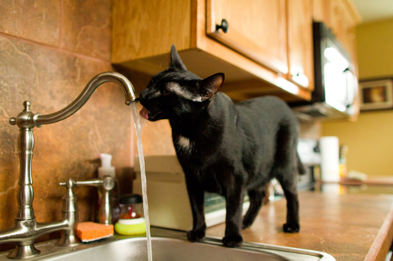 Pittsburgh Pet Photographer (14)