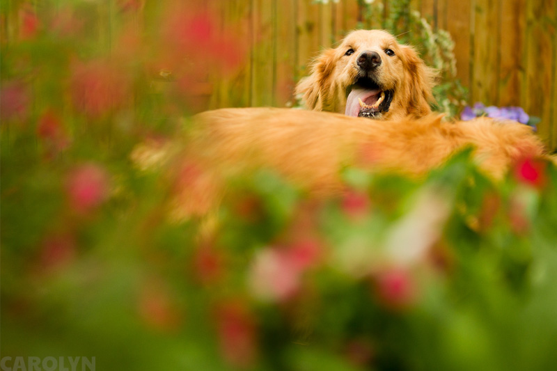 Pet Portraits in Raleigh (13)
