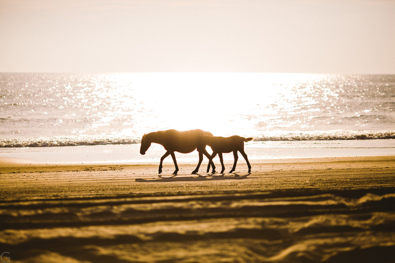 engagement session in the Outer Banks Corolla NC (2)