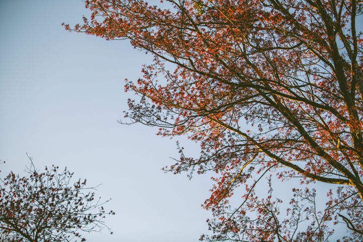 Tree blooming red