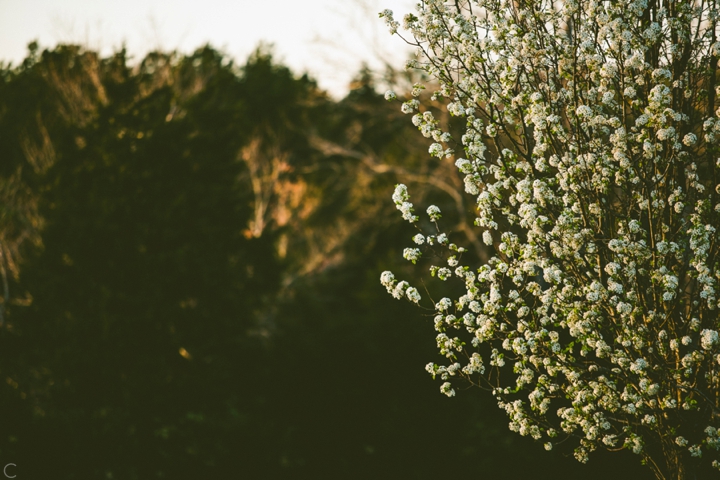 White tree blooming