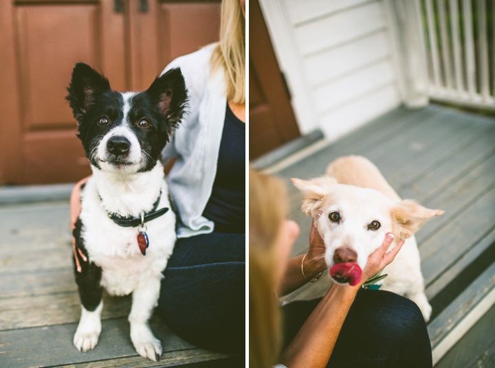 Corgi dogs