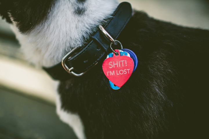 Funny dog tags