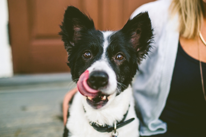 Dog licking his lips