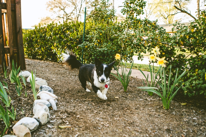 Corgi dog running in garden