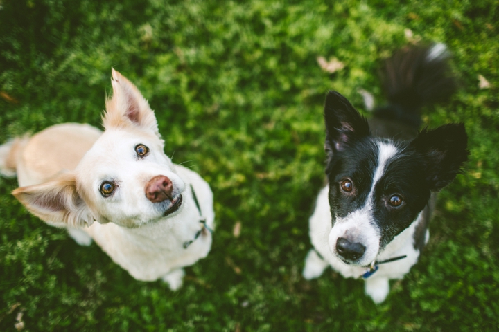 Dogs smiling