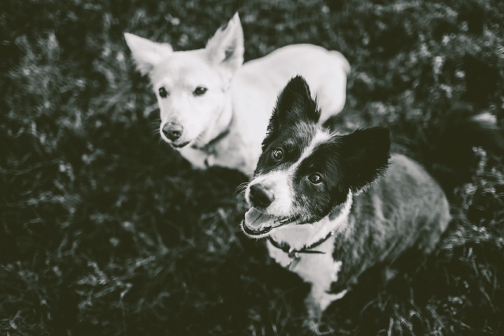 Corgi brother and sister