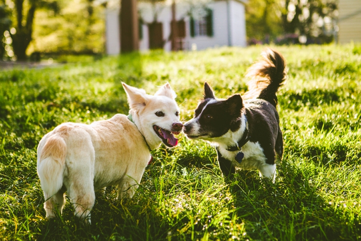 Dogs playing together