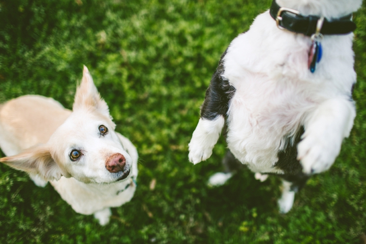 Corgi standing on hind legs