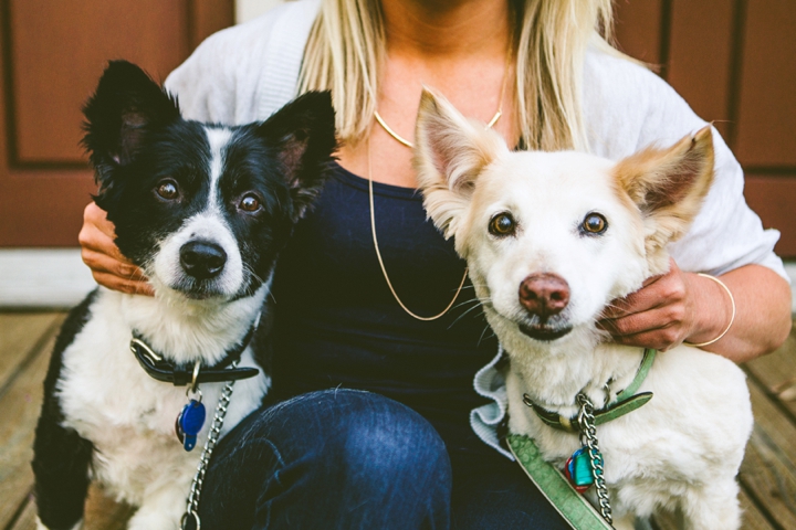 Black and white Corgi and blonde Corgi