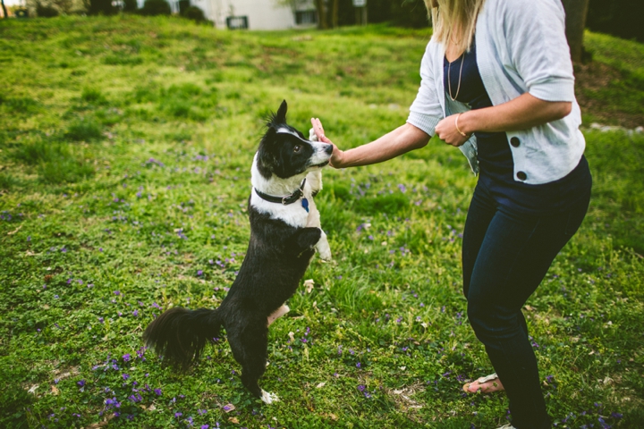 Dog giving high-five