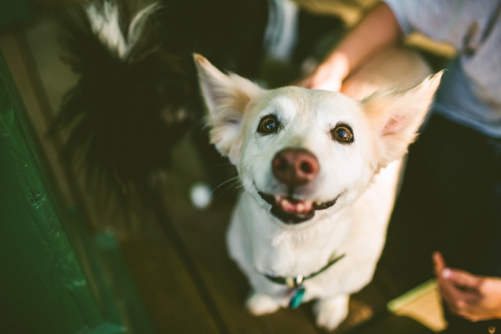 Corgi smiling