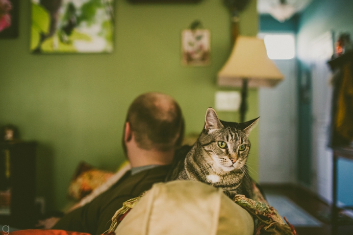 Cat sitting on back of couch