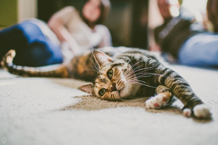 Cat stretching on floor