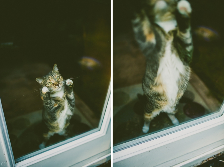 Cat pawing at back door
