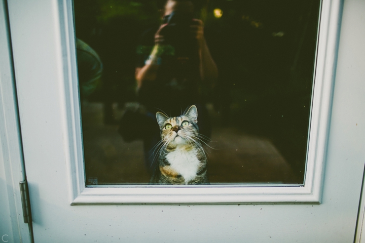 Cat looking out back door