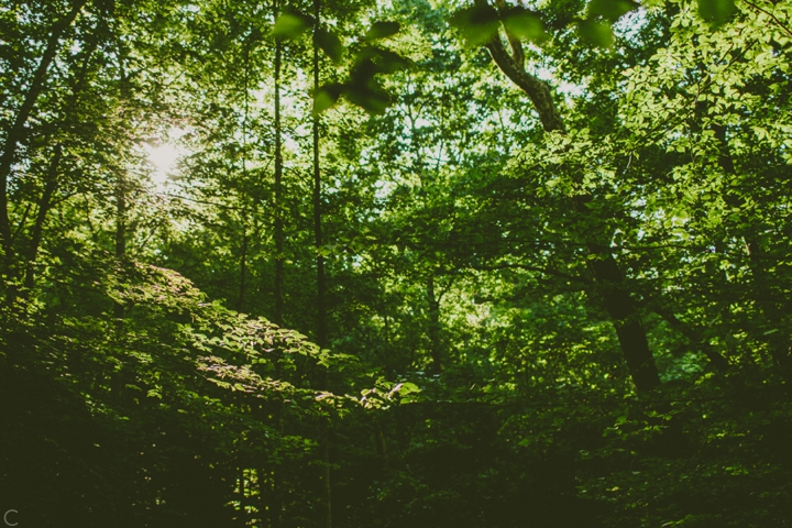 Durham, NC forest wedding