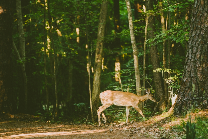 Deer walking in woods