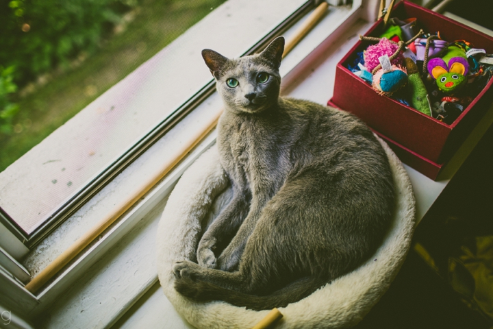 russian blue cat