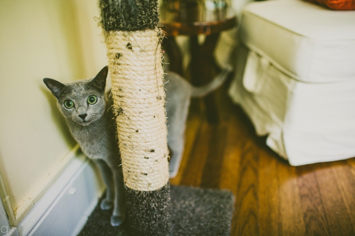 russian blue cat