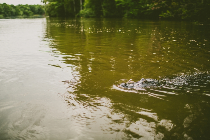 alligator in Louisiana river