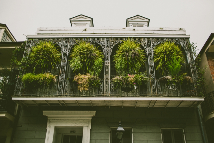 ferns on porch nola