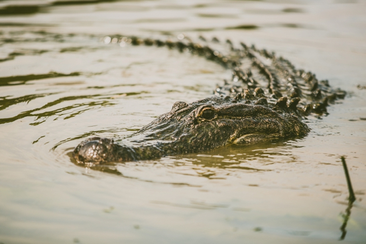 louisiana alligator in river