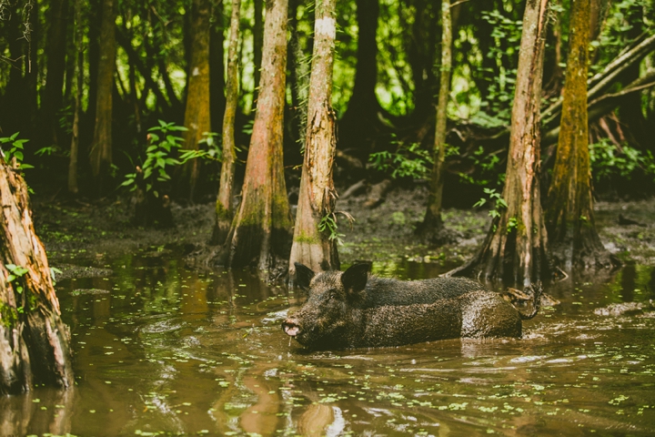 swamp pig