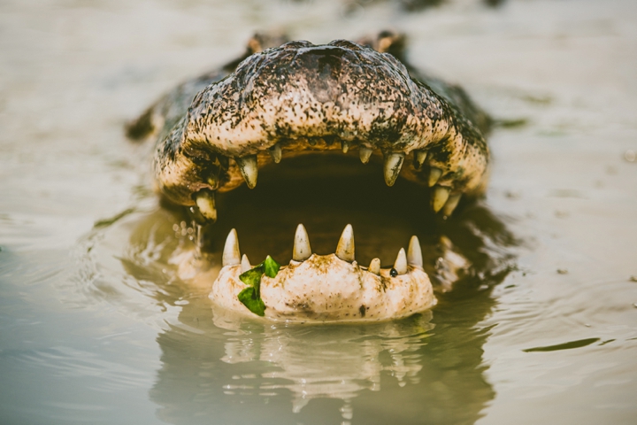 alligator open mouth