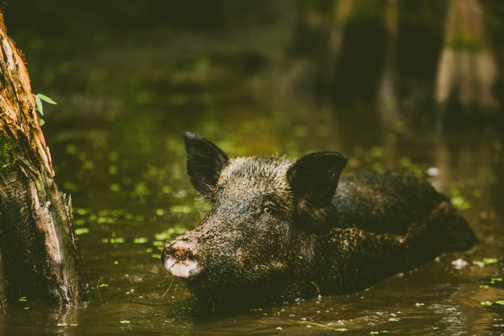swamp pig swimming