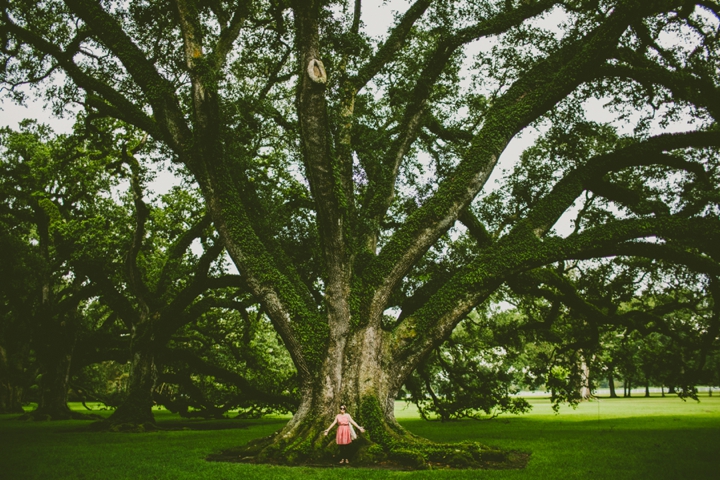 josephine live oak at oak alley plantation