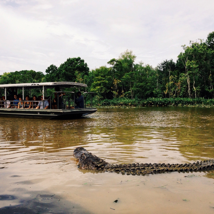 swamp tour louisiana