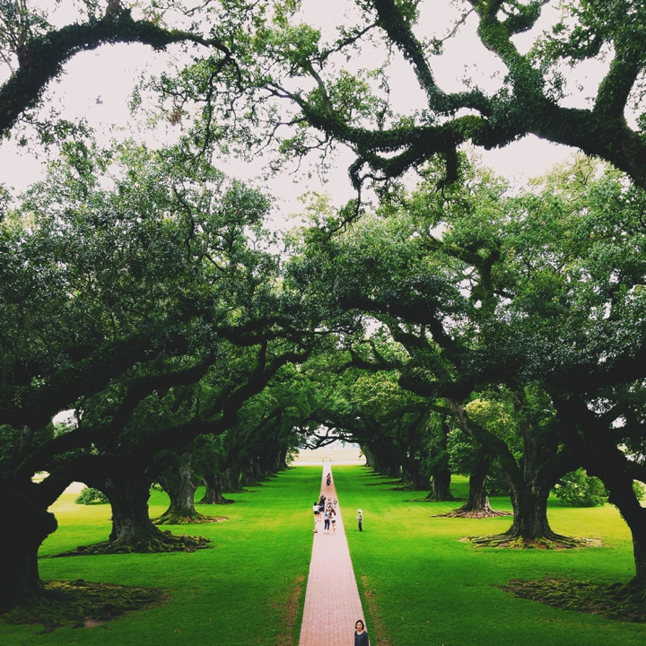 oak alley oaks