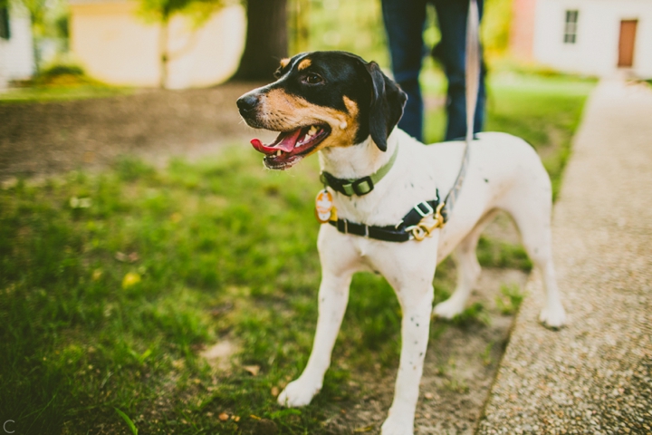 Beagle hound dog mix