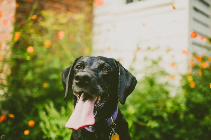 Black lab portrait