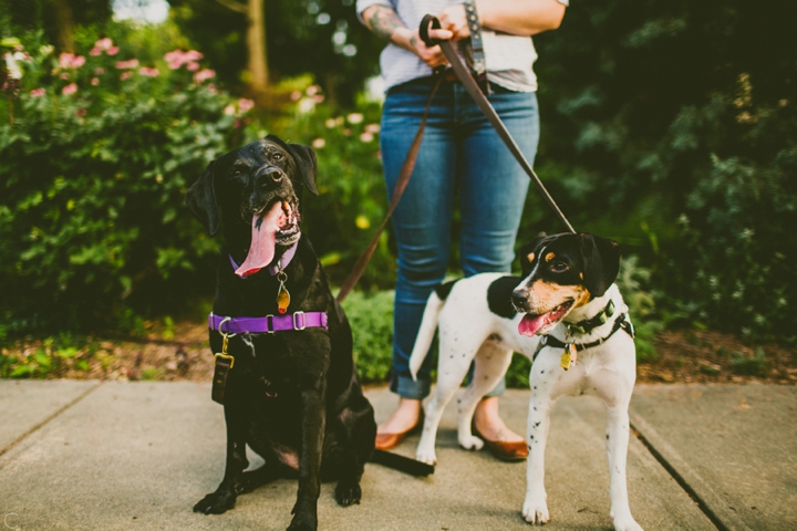 Dogs sitting on sidewalk